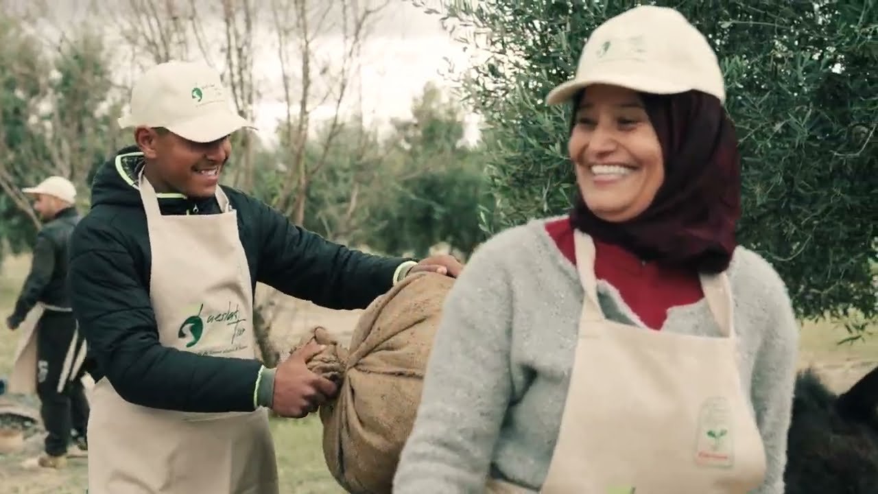 Cueillette des olives dans la région de Kairouan